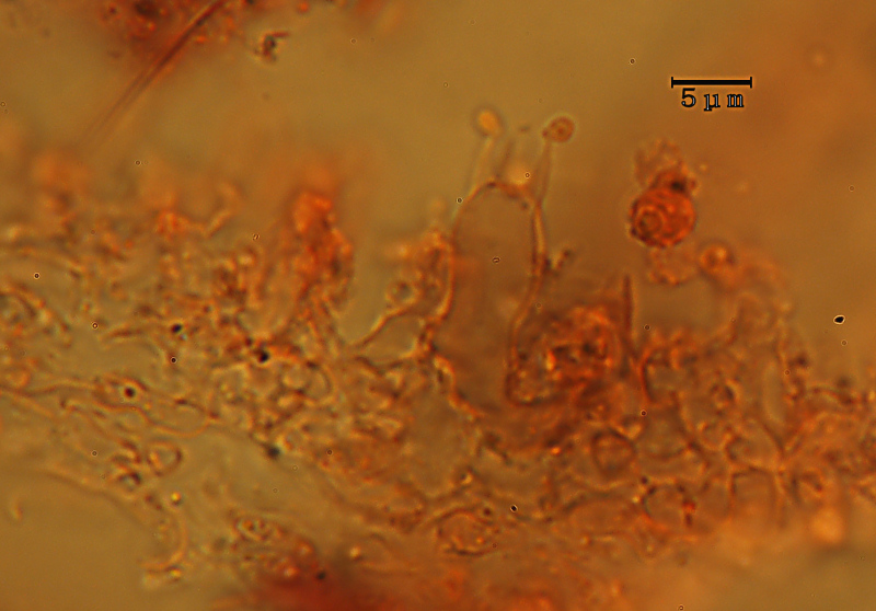 Lavoro - Crosta foto 0601 (Phlebiella fibrillosa)